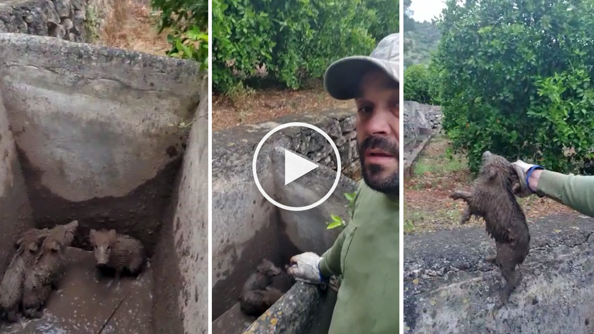  Cazador rescata crías de jabalíes de morir en un pozo