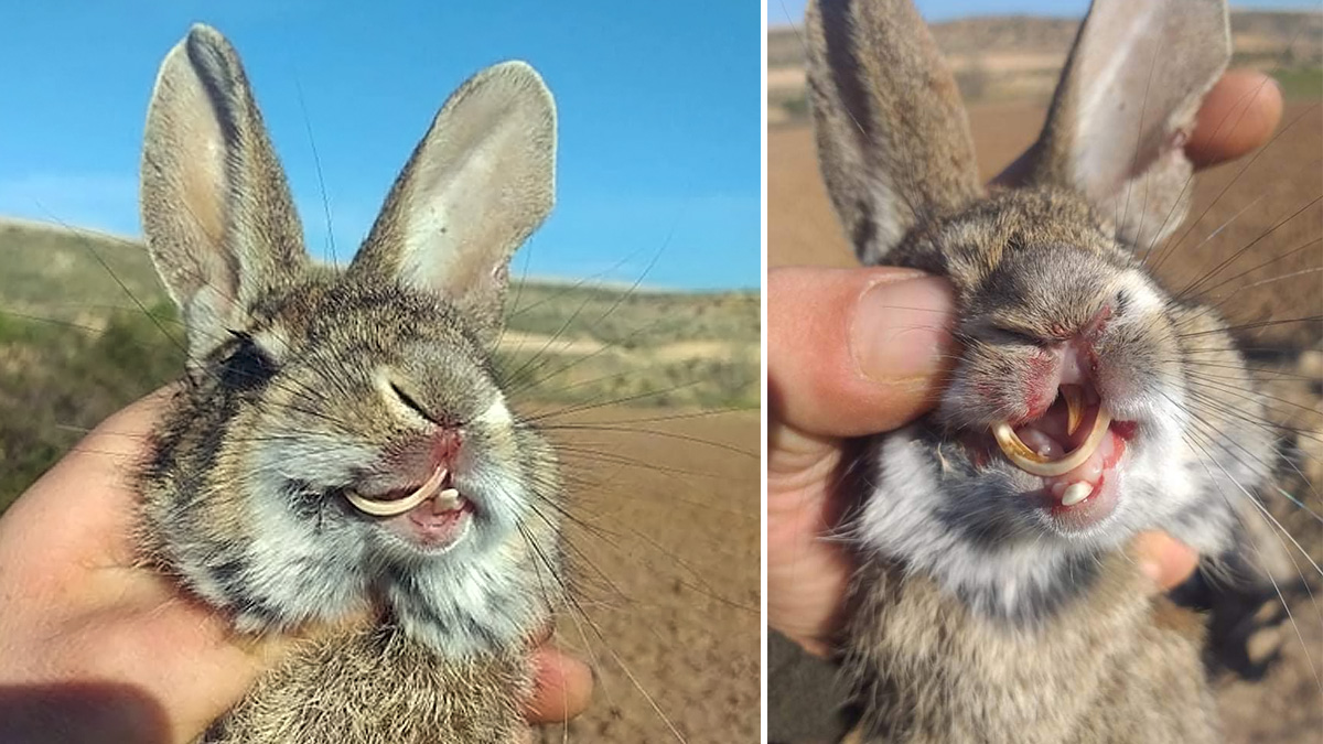   Conejo con diente largo