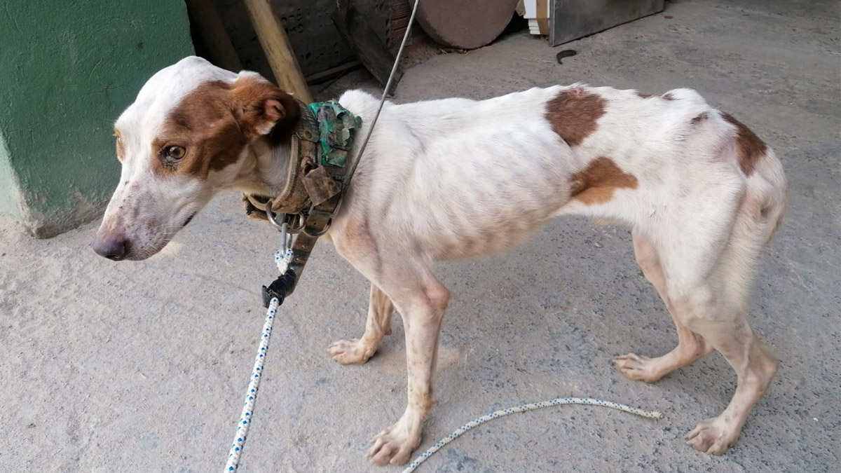  Encuentran perro de caza perdido 34 días en interior de pozo