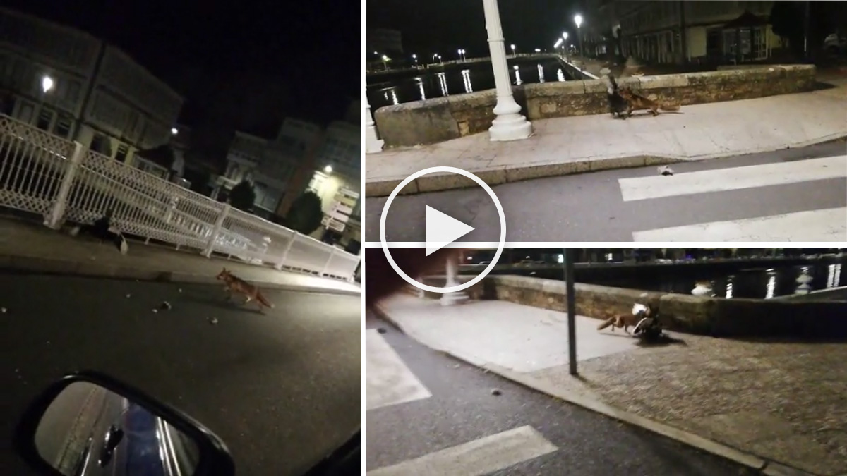 Graban a un zorro cazando un pato en una ciudad