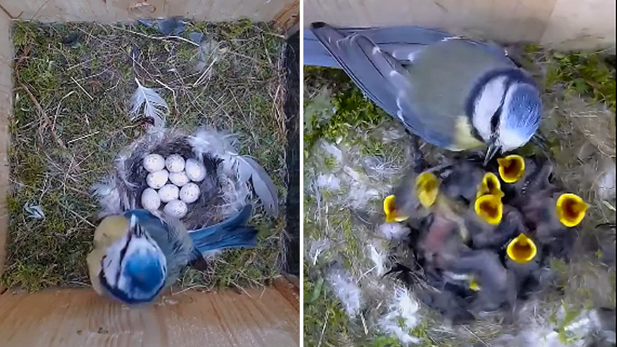  Herrerillo nido huevos a polluelos