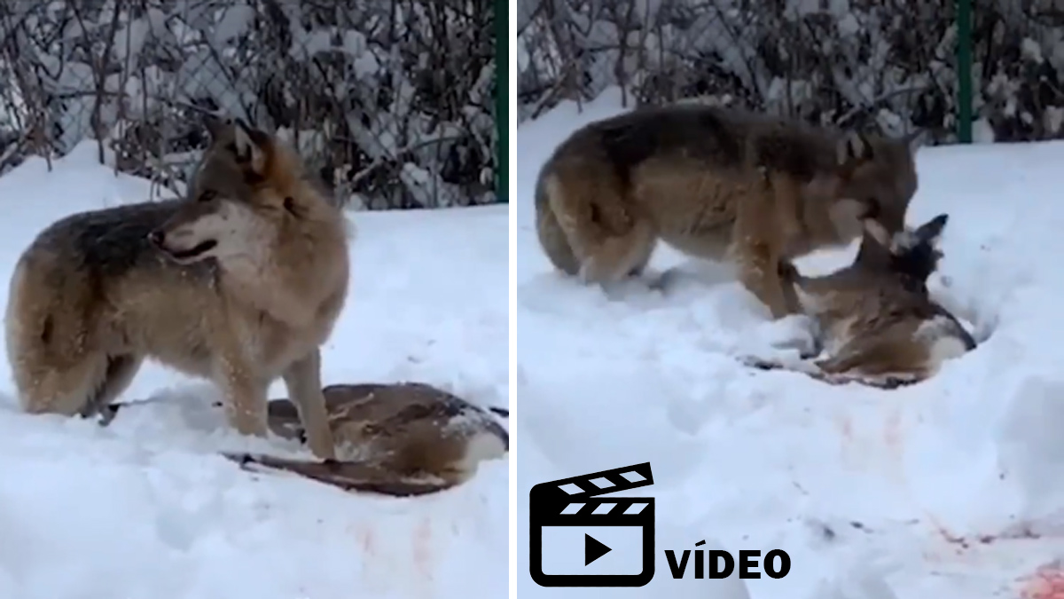 Un vídeo recoge la lucha mortal entre un gran ciervo y un lobo