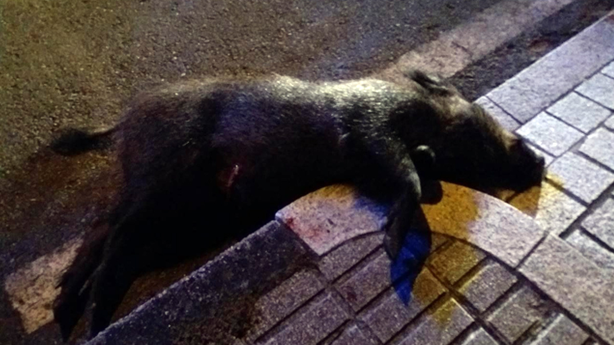  La policía de Vigo abate un jabalí agresivo y los animalistas lo critican