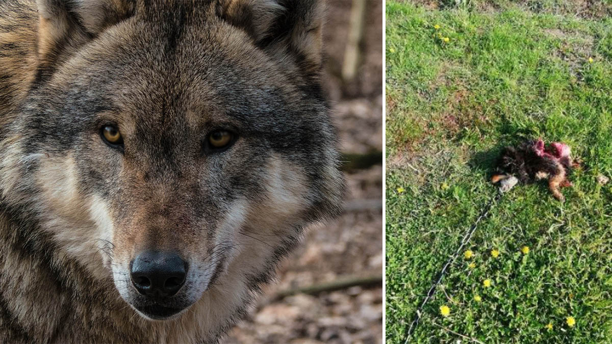  Los lobos matan y devoran a dos perros