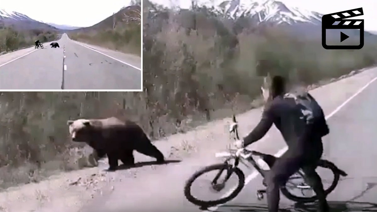  oso ataca ciclista