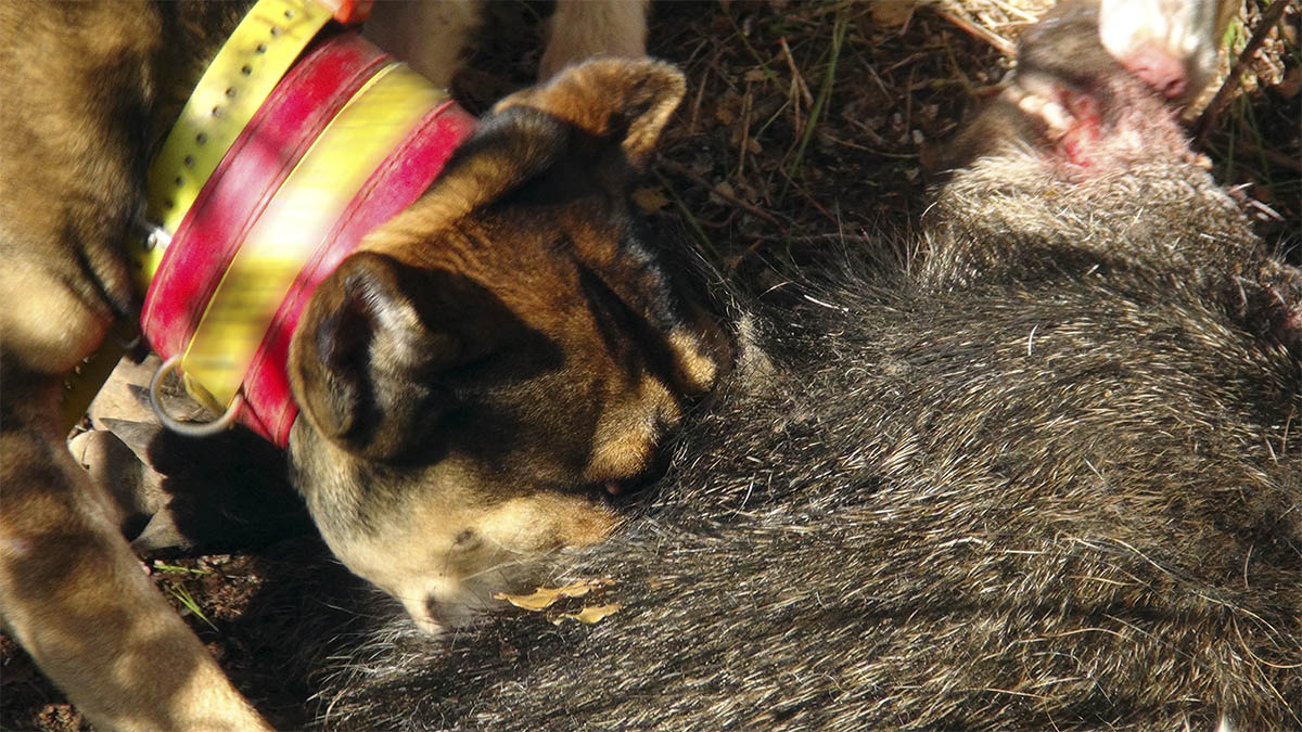  Enfermedad Aujeszky mueren perros de caza navarra