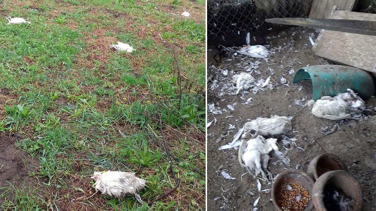   Perros matan 100 aves de corral