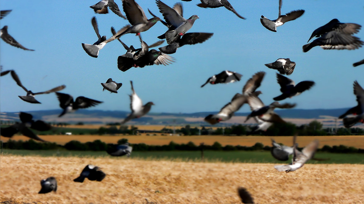  Se necesitan 800 cazadores para cazar 20.000 palomas