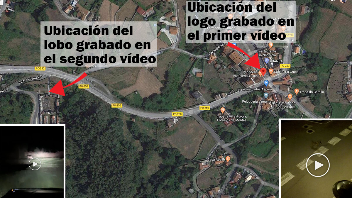  vídeo del mismo lobo en Formelos, Pontevedra