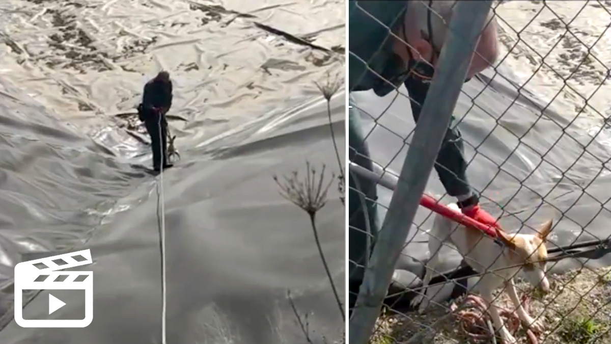   Seprona Guardia Civil rescata podenco andaluz balsa agua