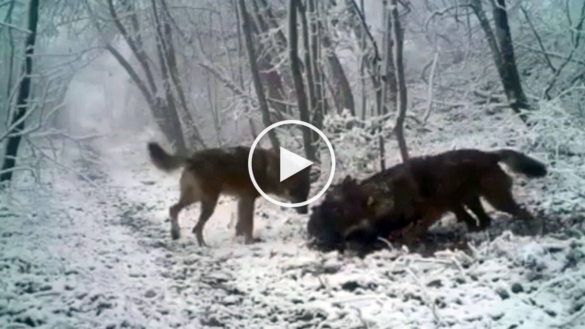  Tres lobos cazan y se llevan un jabalí