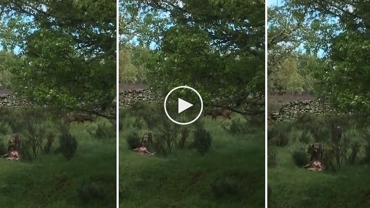  Un agricultor graba a dos lobos alimentándose a escasos metros
