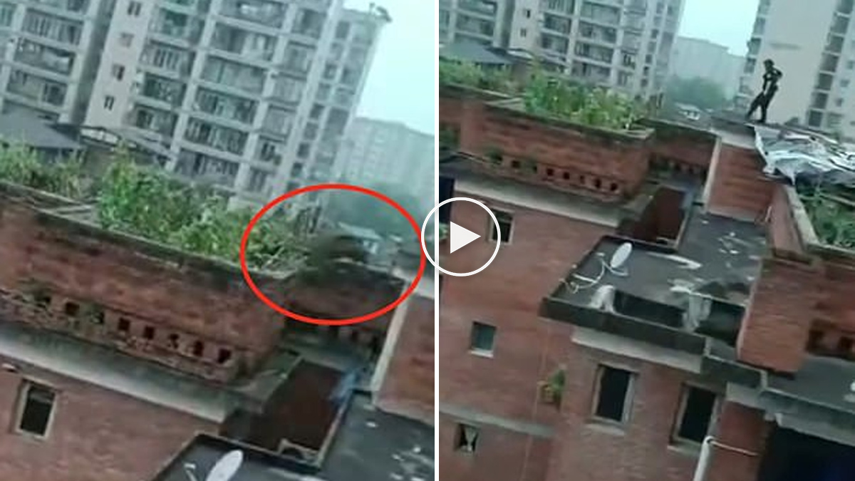  Un jabalí salta de una azotea de un edificio y se mata tras caer al vacío