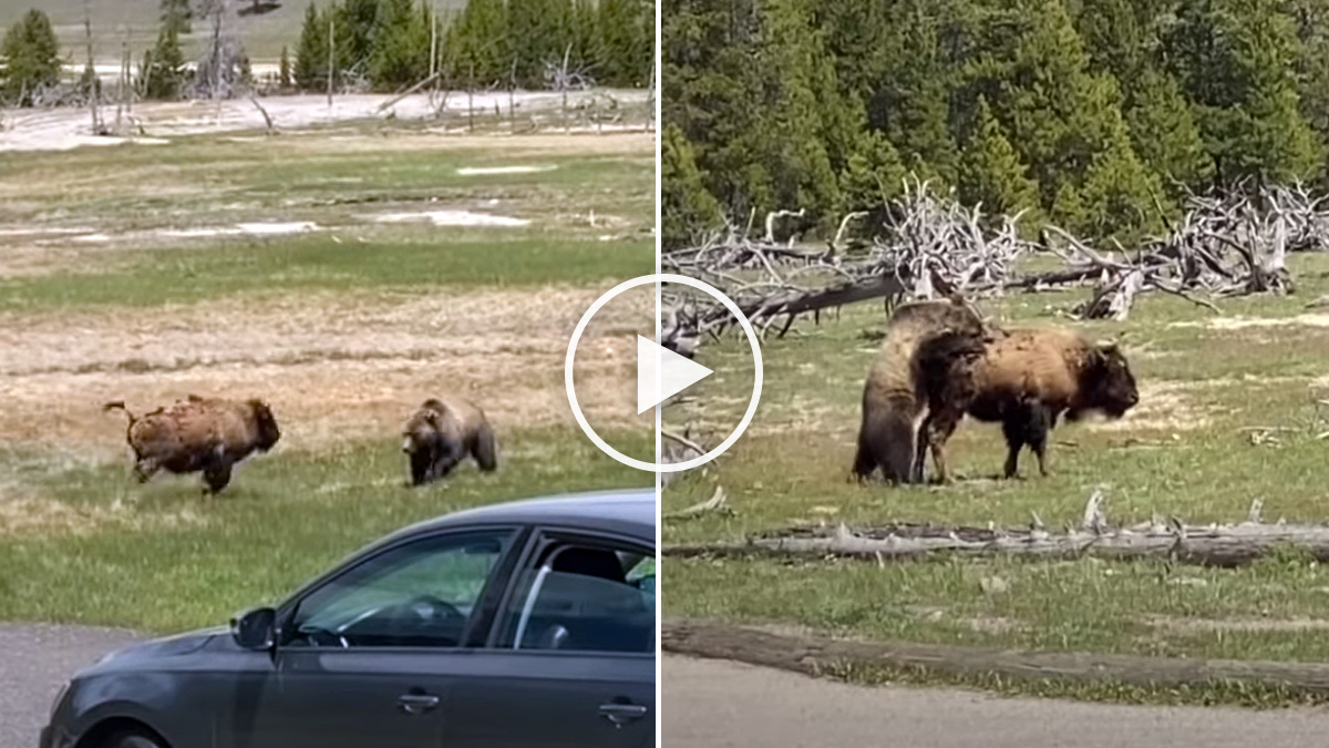  oso da caza a un bisonte
