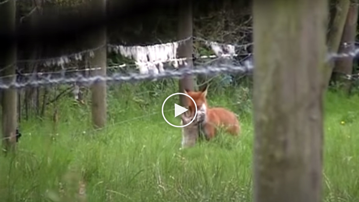  Vídeo de zorro caza conejo