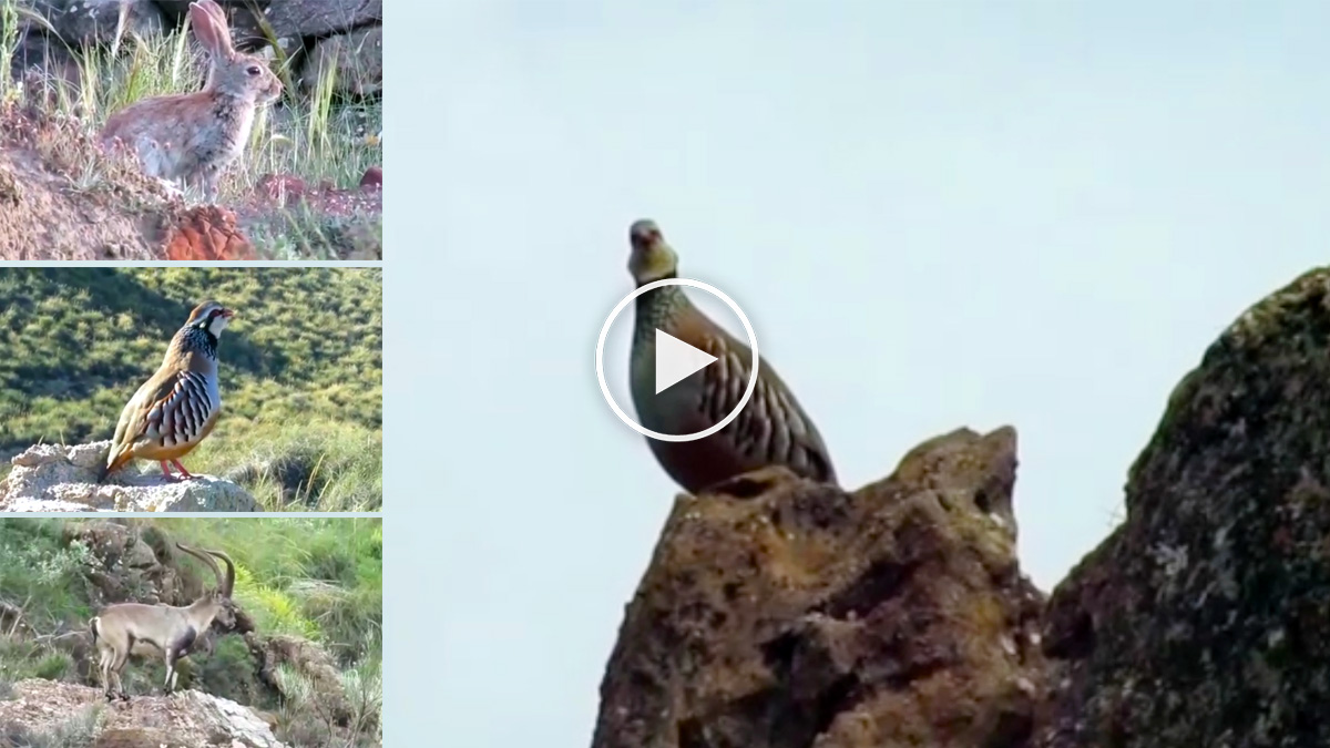  Vídeo especies cinegéticas durante confinamiento perdiz conejo jabalí