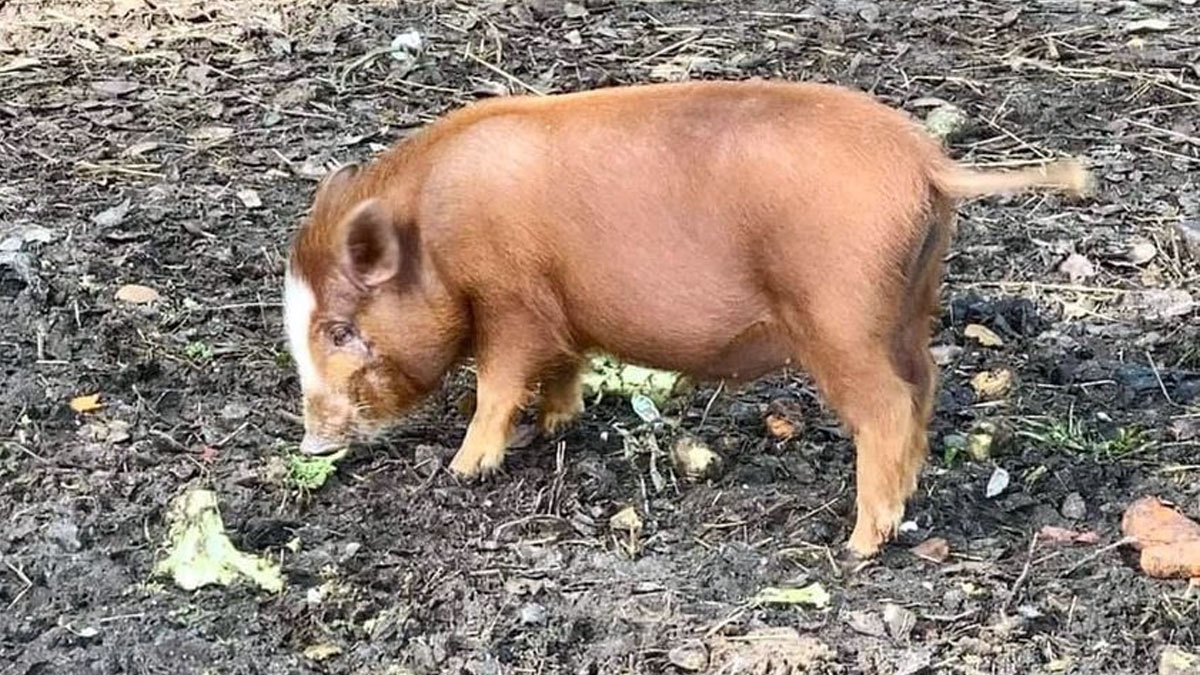  animalistas confunden un cerdo vietnamita con jabalí para pedir dinero