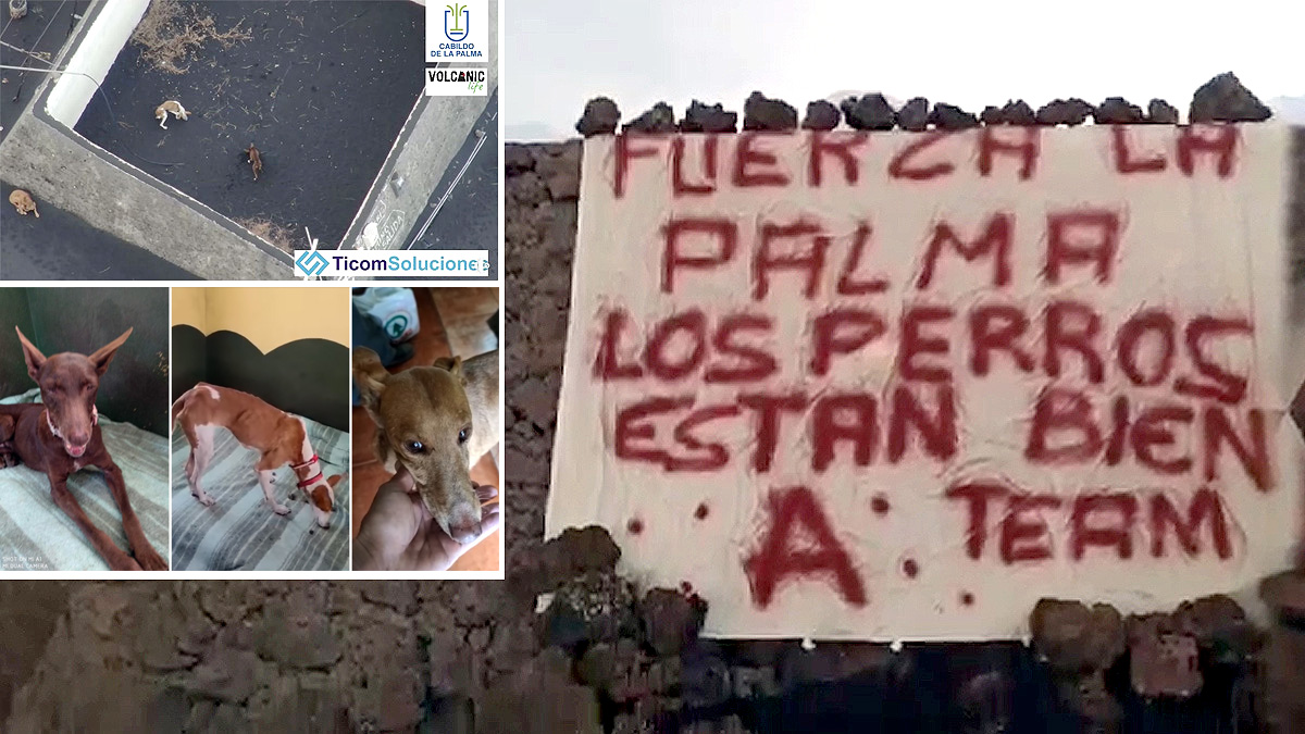  animalistas denuncian dueño podencos canarios rescatados volcán La Palma Todoque