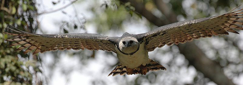  Águila arpía en vuelo
