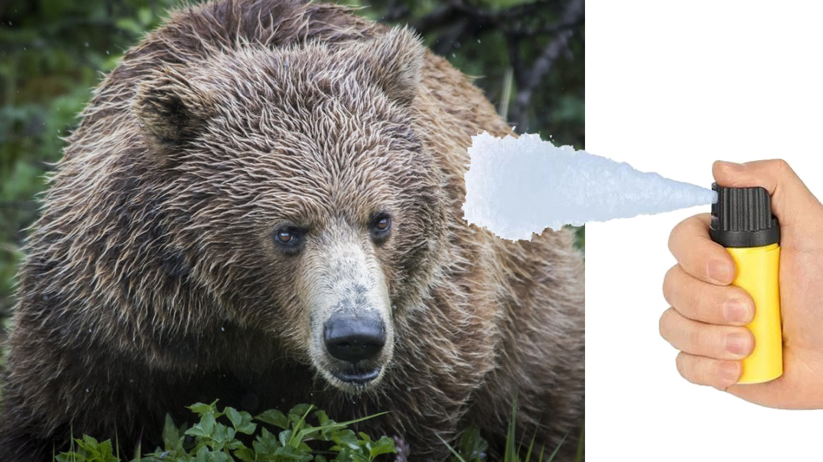  Ataque oso espray defensa