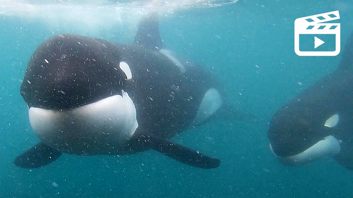  aterrador encuentro nadador con orcas