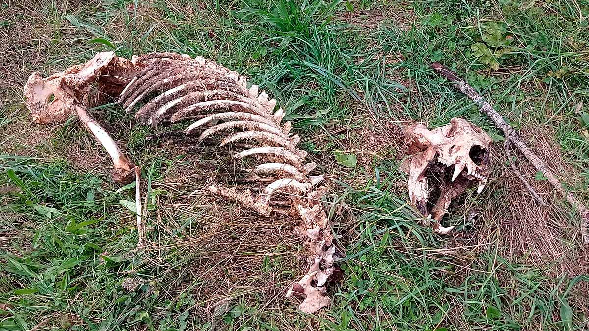  autopsia-esqueleto-oso-muerto-León