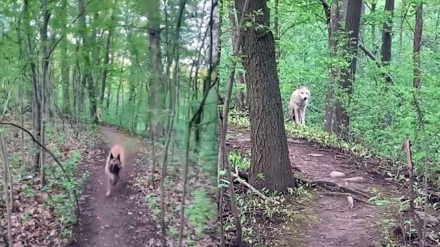  encuentro gran lobo blanco paseando perro