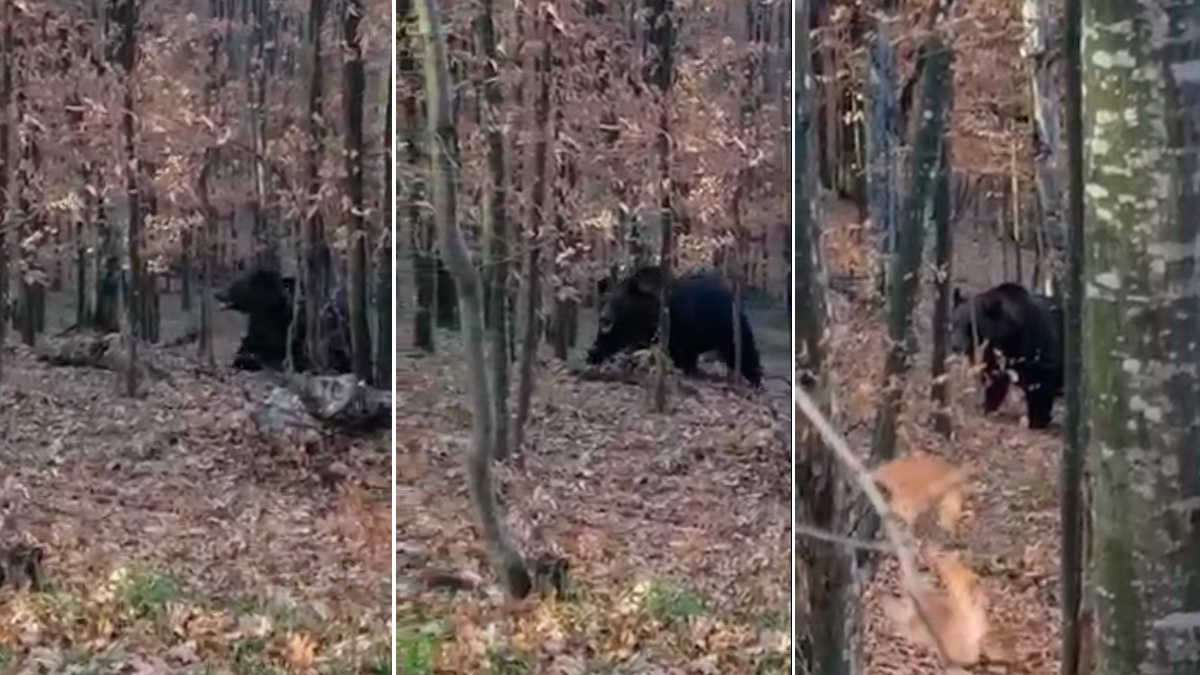  oso pasa delante del puesto de un cazador