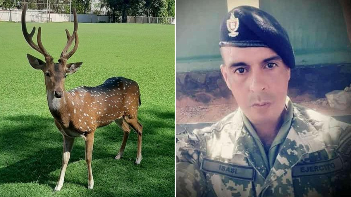   ciervo mata a militar en uruguay