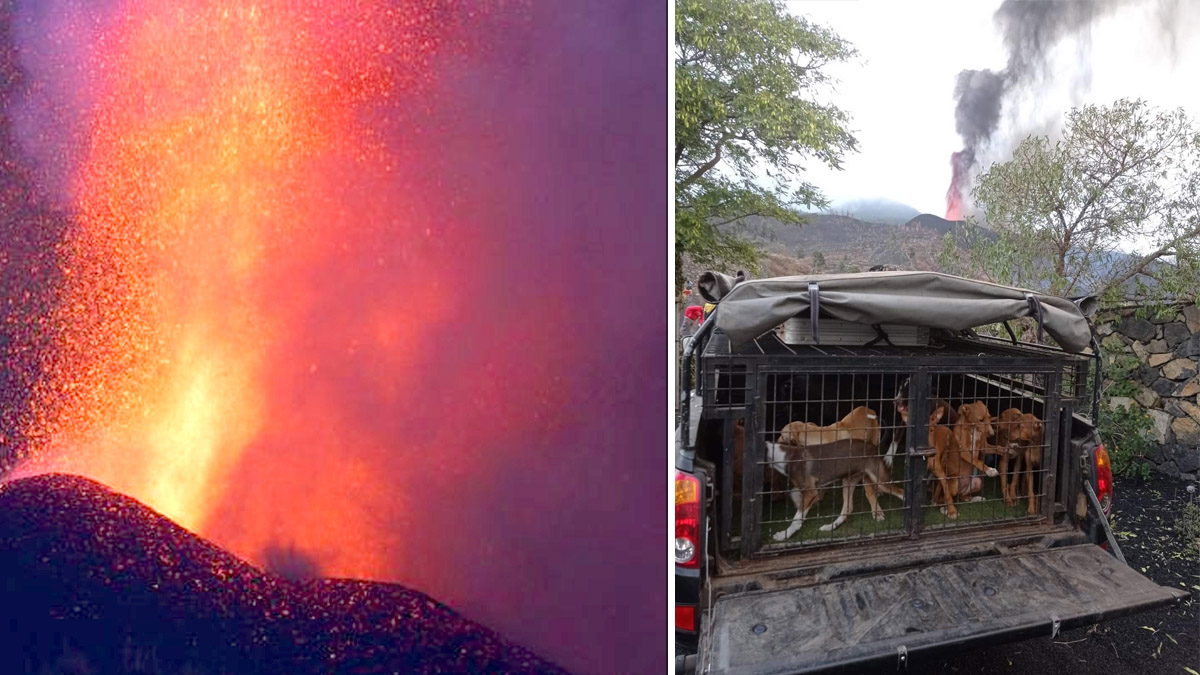  cazadores de La Palma acuden a rescatar a sus perros de la lava