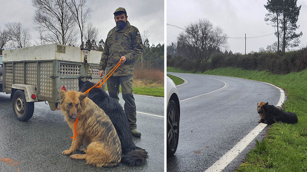 cazadores rescatan perros perdidos carretera