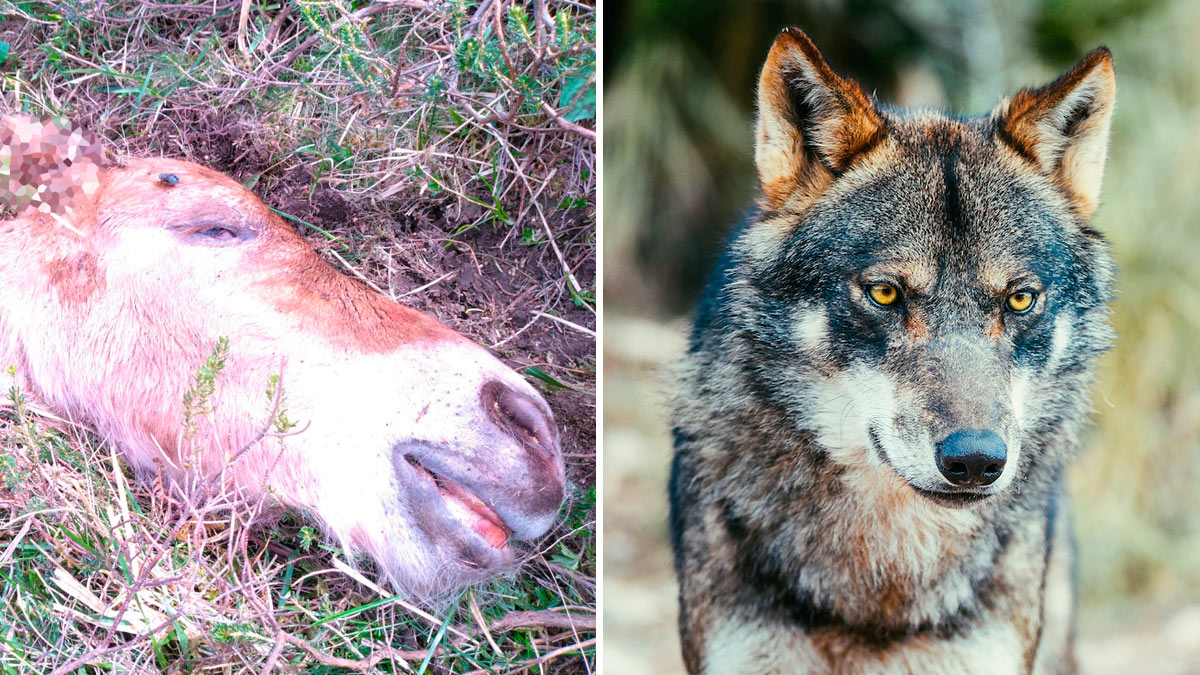  lobos matan más de 100 reses
