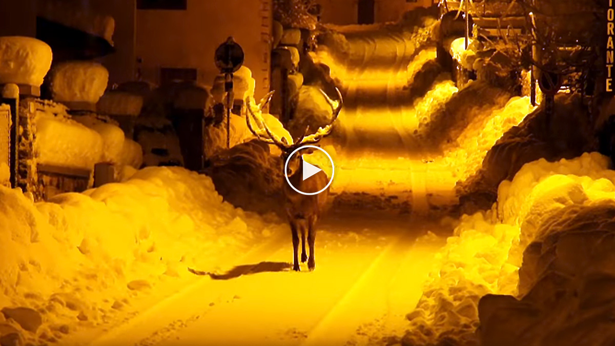  ciervo impresionante aparece pueblo nevado