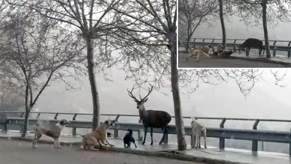  ciervo se enfrenta a perros en pueblo