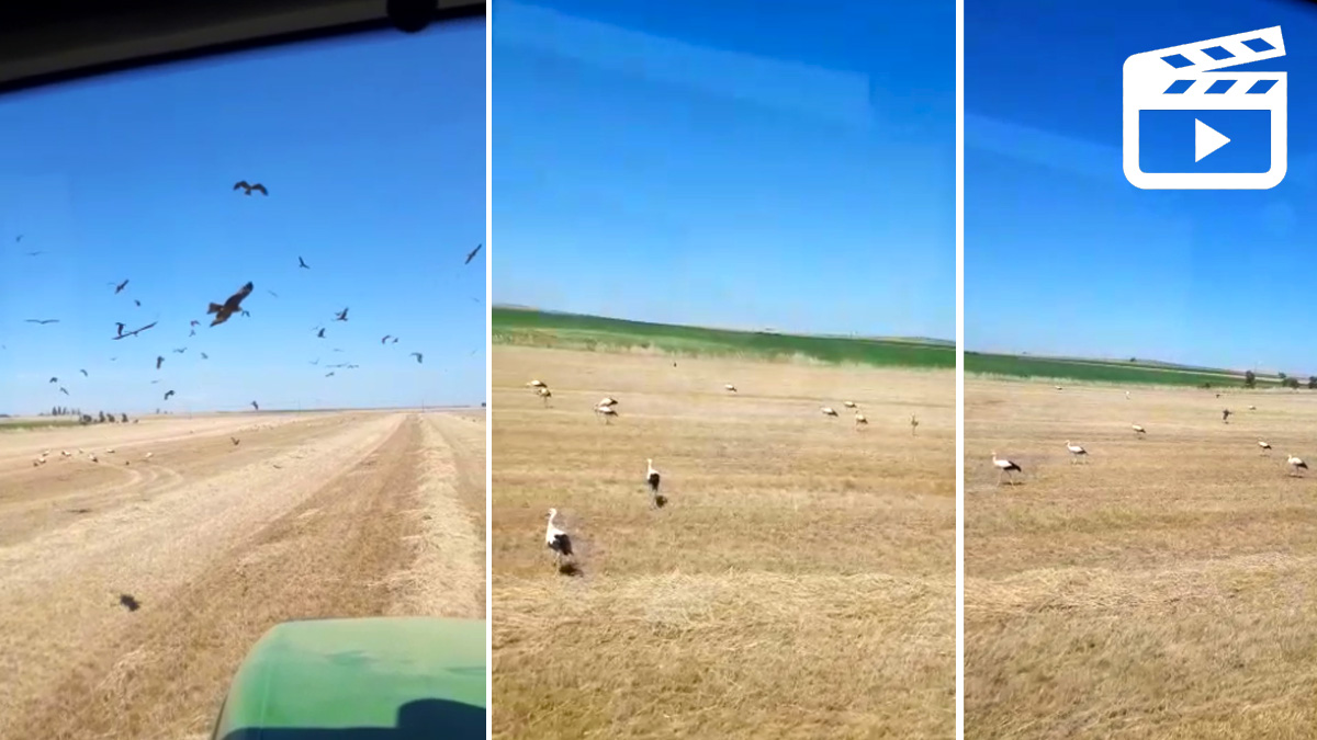  cigüeñas y rapaces devoran aves al paso del agricultor