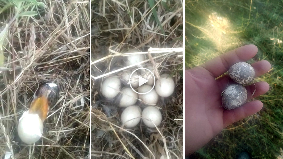  Desastrosos efectos de las tormentas de estos días en los nidos de perdices
