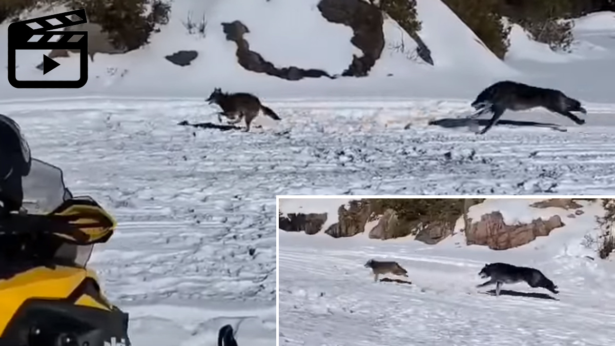 Dos lobos grises persiguen a un coyote con la intención de darle caza
