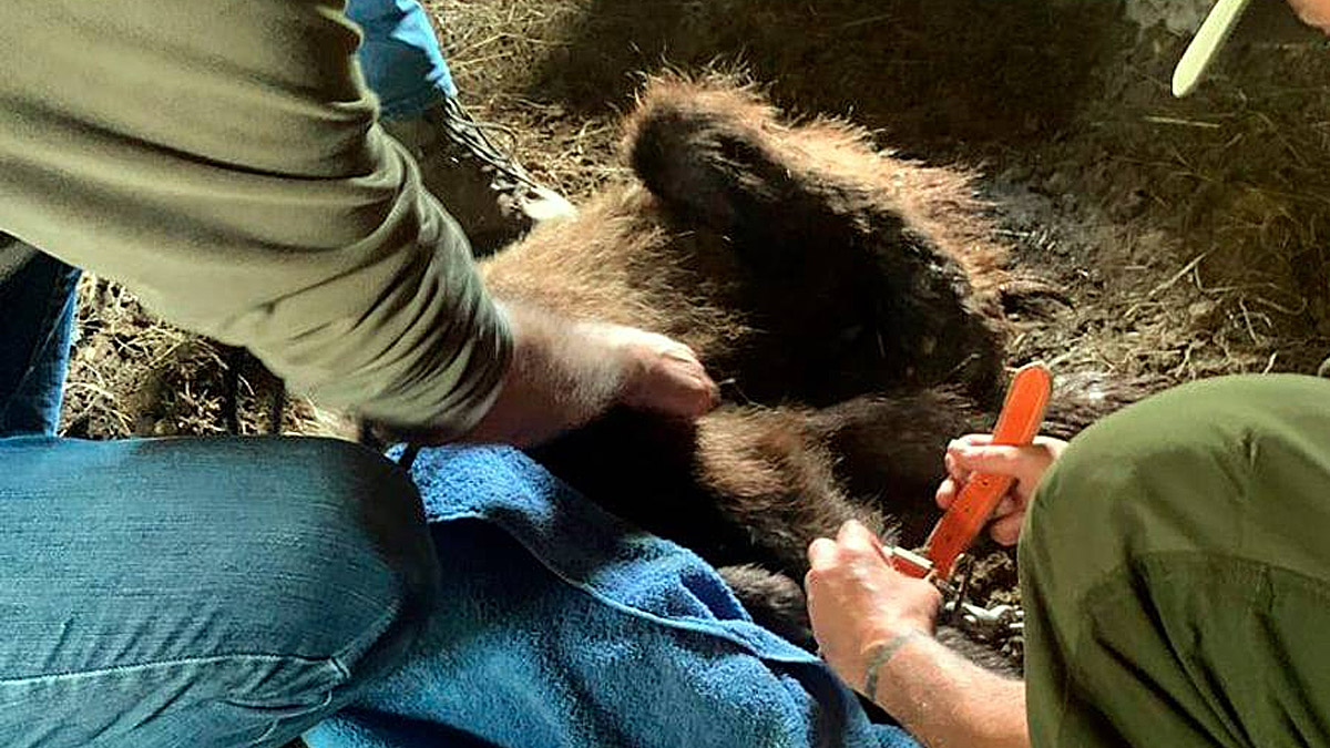  encuentran oso herido cabaña Asturias