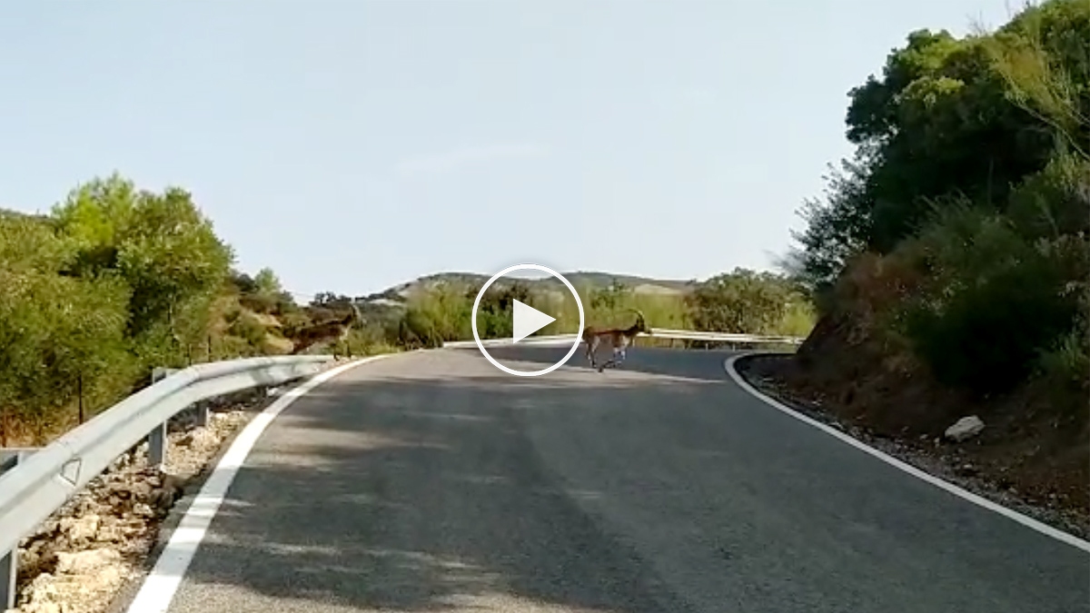  14 cabras cruzan carretera peligrosa curva