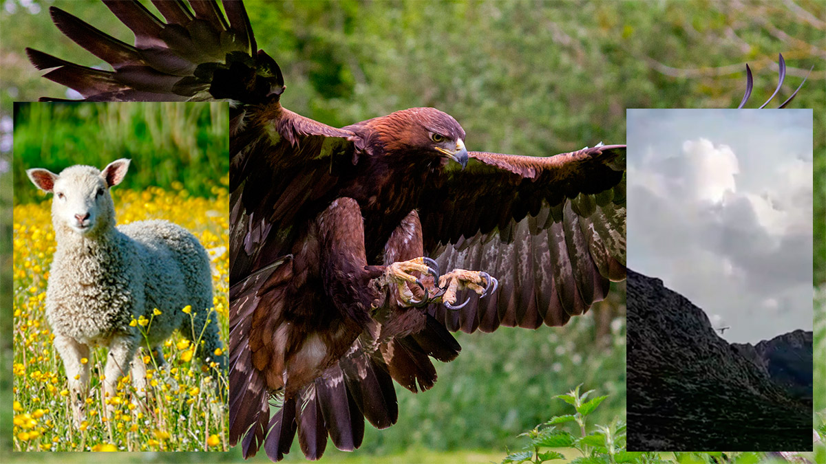Un águila real captura un cordero y se lo lleva entre sus garras