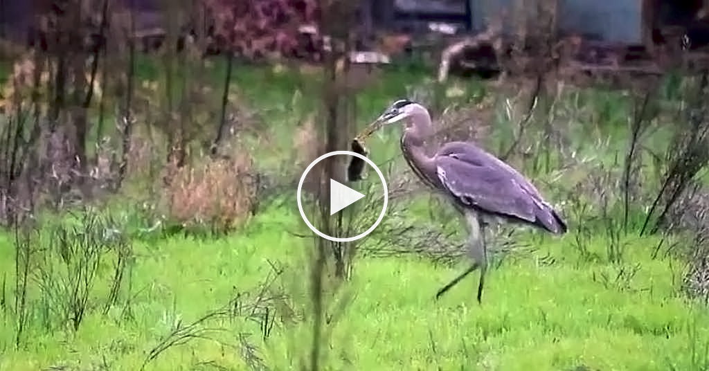  Vídeo de halcón robando captura a garza