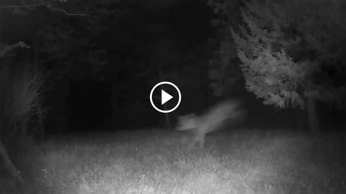  lobos de noche tras un ciervo
