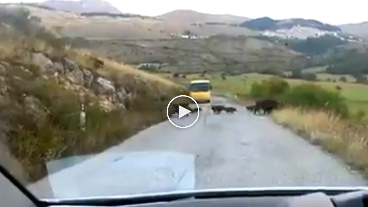  Jabalíes cruzan carretera delante de coche