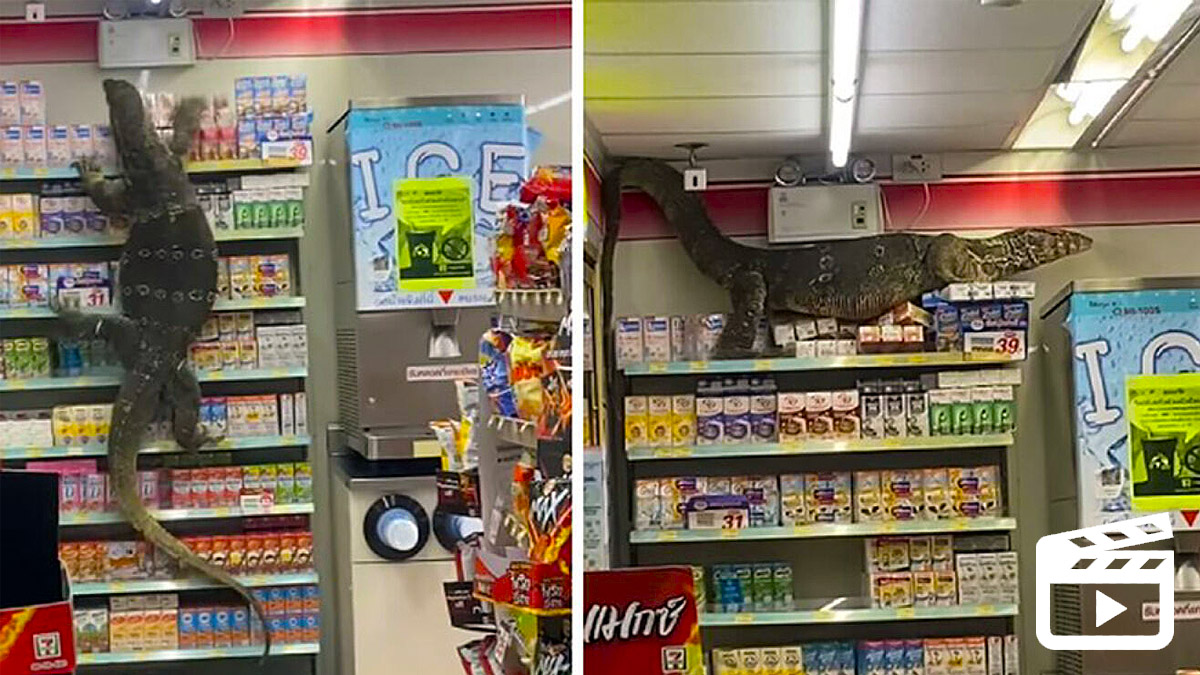 lagarto de dos metros en el supermercado