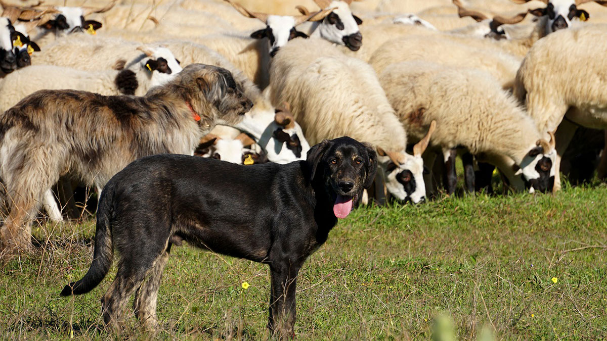  Criadores mastín español ofrecen perros a ganaderos contra osos y lobos.