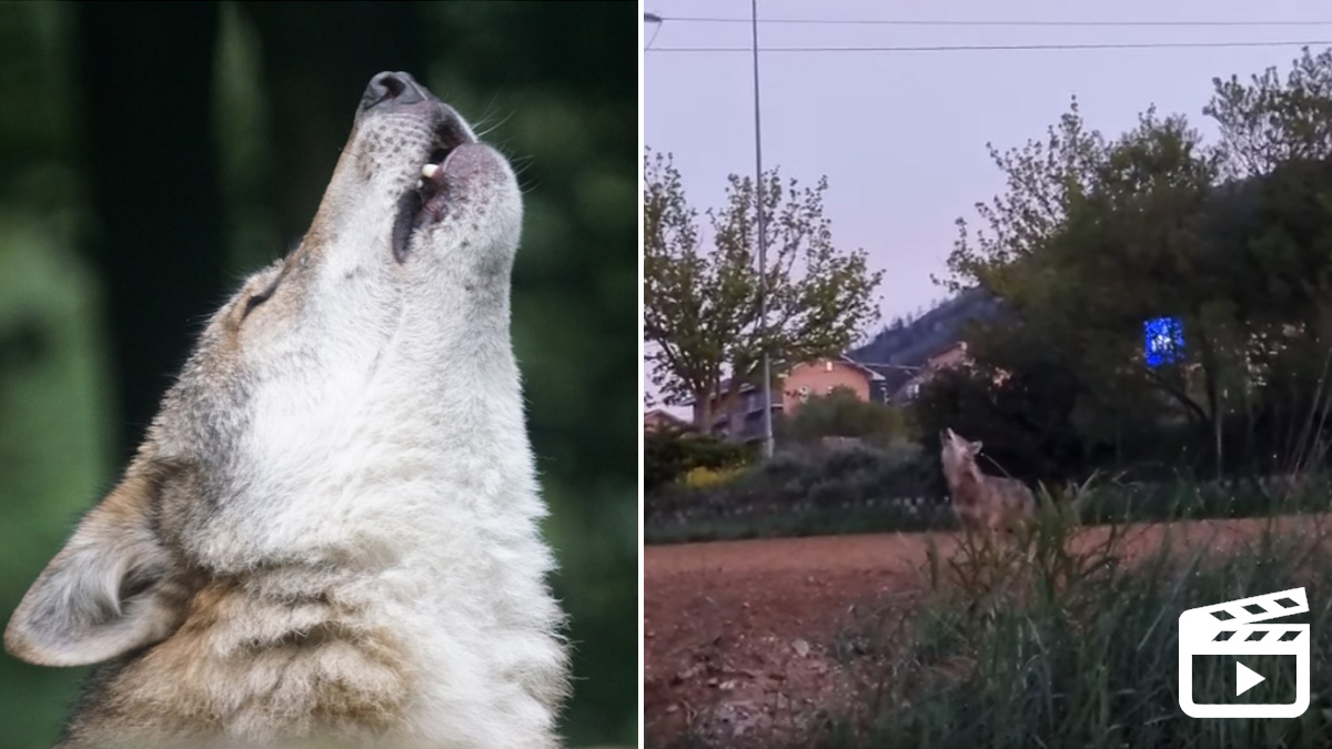 Increíbles imágenes de un lobo aullando a escasos metros de las casas