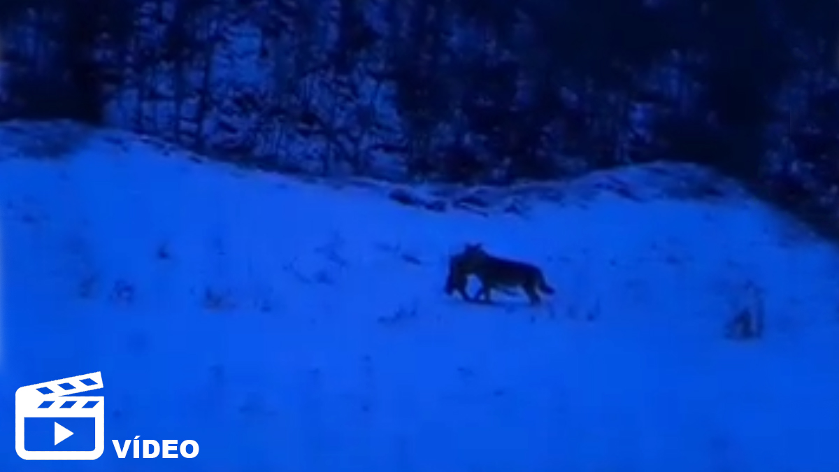   Lobo caza corzo