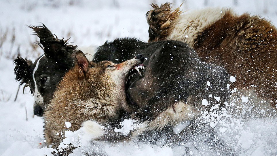  Lobo contra perros