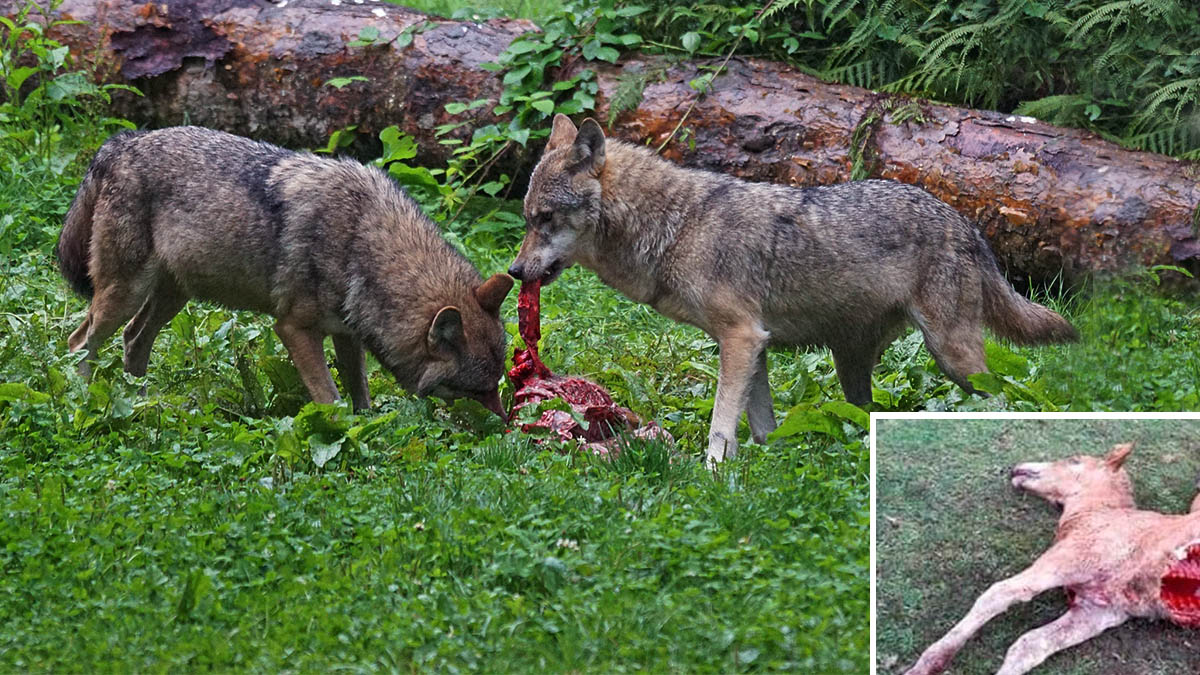 lobos atacan poni reserva animales Lugo