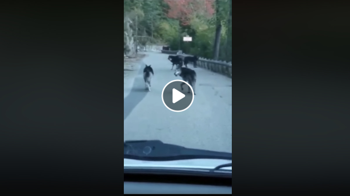 Lobos en la carretera